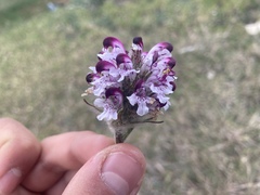 Pedicularis sudetica