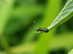 Dolichoderus pustulatus