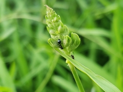 Dolichoderus pustulatus