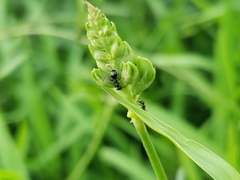 Dolichoderus pustulatus