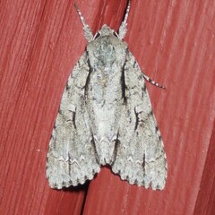 Acronicta lobeliae