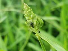 Dolichoderus pustulatus