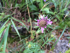 Scabiosa lucida