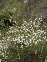 Cryptandra longistaminea