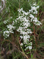 Cryptandra longistaminea