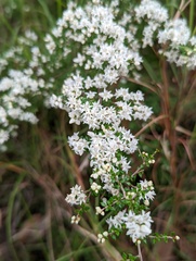 Cryptandra longistaminea