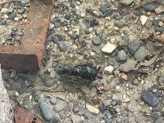 Cryptotympana facialis