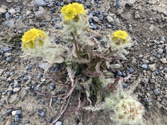 Tephroseris palustris