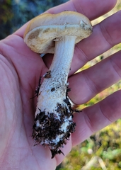 Leccinum rotundifoliae