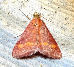 Pyrausta pseuderosnealis