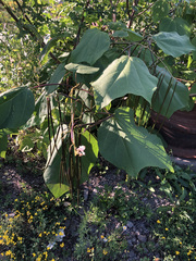 Catalpa speciosa
