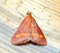 Pyrausta pseuderosnealis