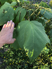 Catalpa speciosa