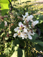 Catalpa speciosa