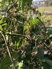 Catalpa speciosa