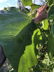 Catalpa speciosa