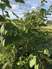 Catalpa speciosa