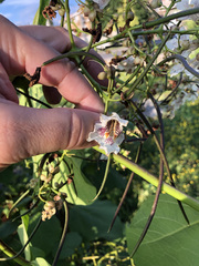 Catalpa speciosa