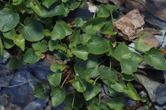 Campanula intercedens