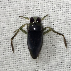 Notonecta irrorata