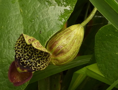 Aristolochia papillaris