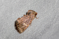 Elusa puncticeps