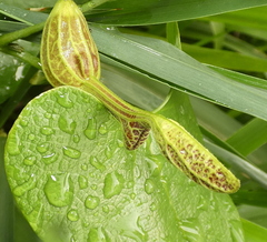 Aristolochia papillaris
