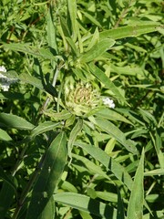 Neolasioptera helianthi