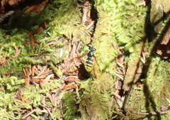 Sericomyia chrysotoxoides image
