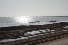 Pelecanus onocrotalus