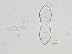 Surirella librile