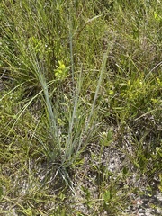 Andropogon capillipes