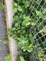 Toxicodendron radicans