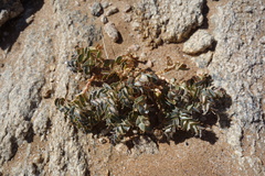 Euphorbia phylloclada image