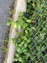 Toxicodendron radicans