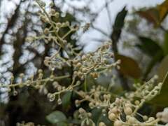 Reynoutria multiflora