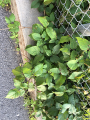 Toxicodendron radicans