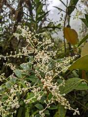 Reynoutria multiflora