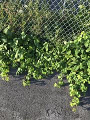 Toxicodendron radicans