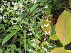 Reynoutria multiflora