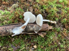 Leucocybe candicans