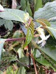 Drymonia brochidodroma
