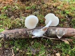 Leucocybe candicans