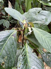 Drymonia brochidodroma