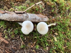 Leucocybe candicans