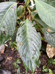 Drymonia brochidodroma