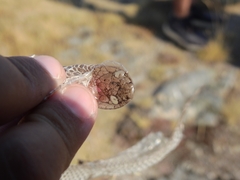 Coronella austriaca acutirostris
