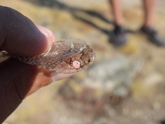 Coronella austriaca acutirostris