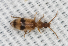 Notoxus desertus