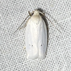 Antaeotricha albulella